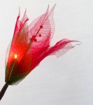 Red Liladee Bunch of Flowers on stems - fairy lights - Long